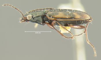 Media type: image;   Entomology 16302 Aspect: habitus lateral view